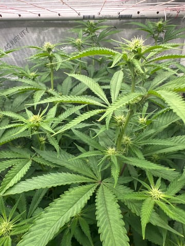 3rd grow  — flower, day 74