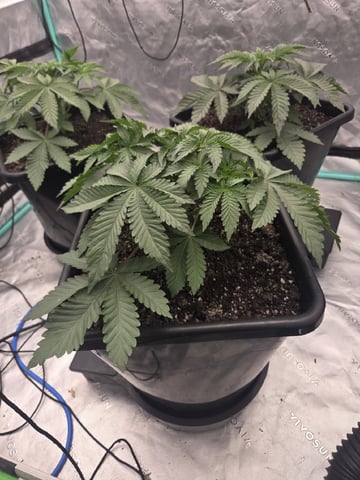 Relentless Genetics Trop Cherry S1 — vegetative, day 8
