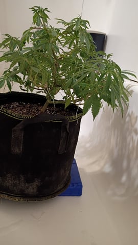 FKAFL — vegetative, day 63