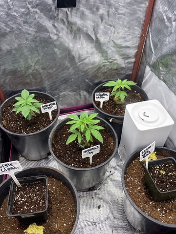 first grow in new 2x2 — vegetative, day 23