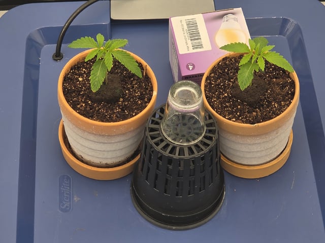 Laundry Shaman — vegetative, day 6