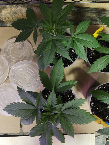 Another round of Mephisto Genetics from Schoolyard Crush and Do-si-delirium drops. — seedling_rooting, day 18