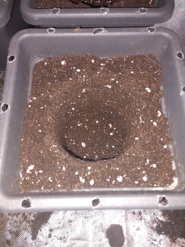 Critical Feminisiert Ganjafarmer  — vegetative, day 20
