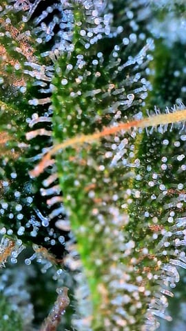 gorilla cookies  — flower, day 49