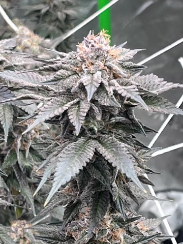 Rookie — flower, day 29