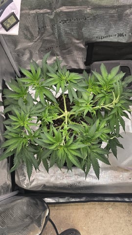mc nuggets r1 — flower, day 44