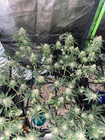 Amnesia Haze (First Ever Grow) — flower, day 131