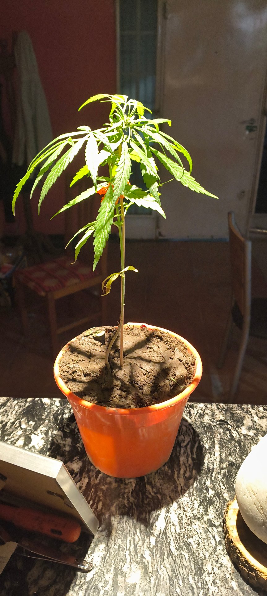 Planta 