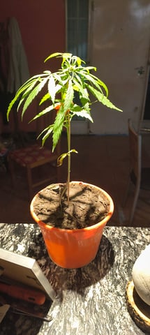 Planta 