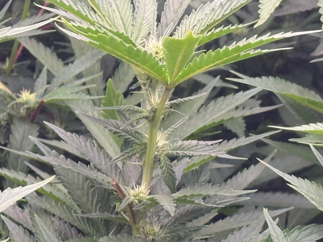 exotic genetix / beleaf cut white truffle  — flower, day 15