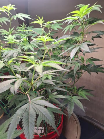 III — flower, day 106