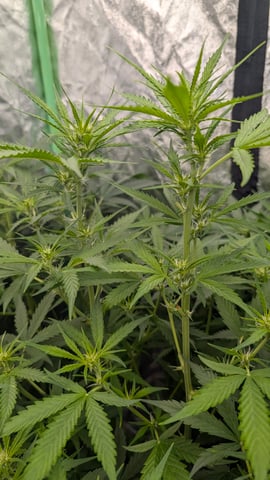 Strawberry Cheesecake Seedsman Seeds Autoflowers x2 — flower, day 53