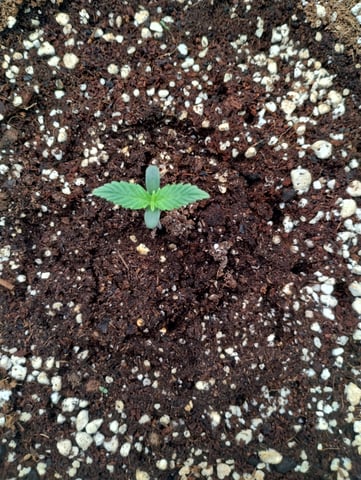 First grow — seedling_rooting, day 7