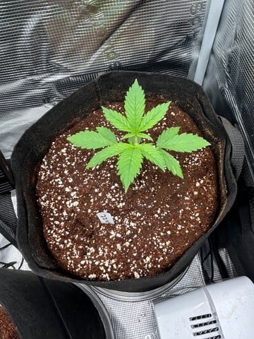 sticking to basics second grow — vegetative, day 10