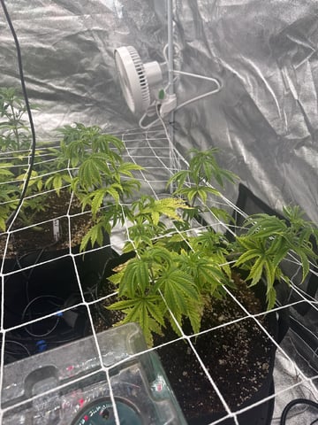 first indoor — vegetative, day 54