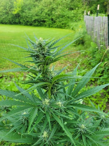 Watermelon Auto — flower, day 58