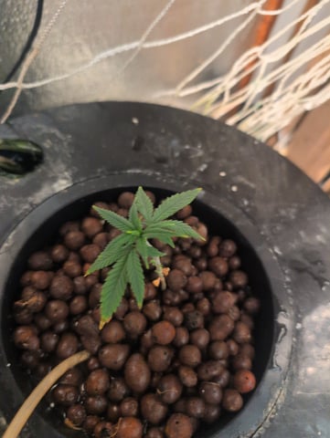 Berry White  — vegetative, day 45