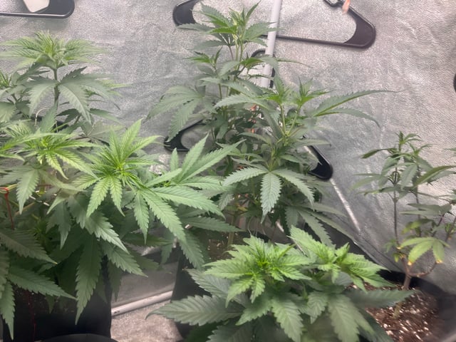 Fruity Pebbles  — vegetative, day 2