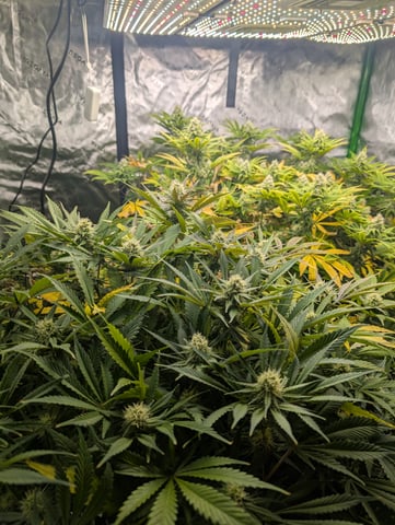Acapulco Gold  — flower, day 89
