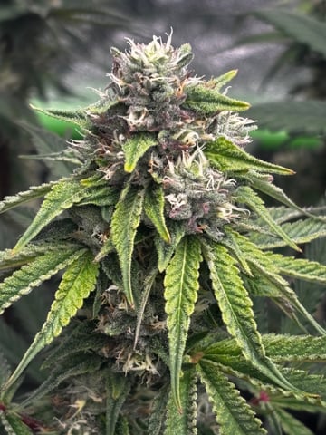 Pink Passion Fruit — flower, day 89