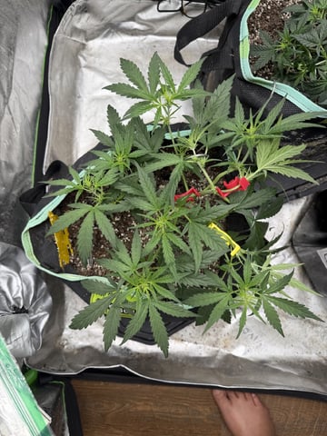 Indoor & Outdoor Grow 6 — flower, day 31