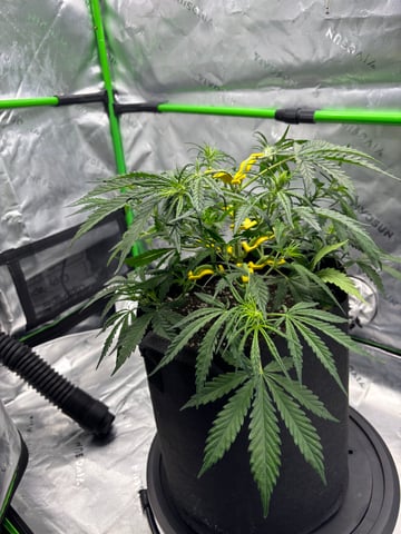 Fall 2025 Grow — vegetative, day 31