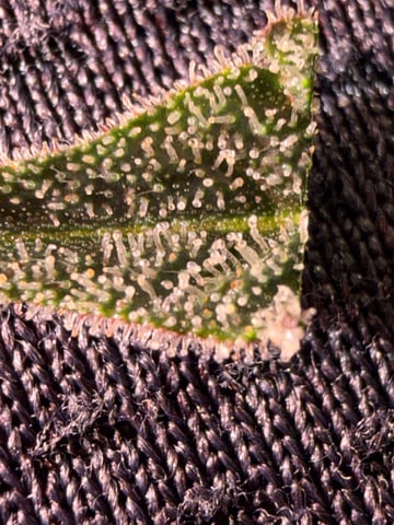 Indoor Grow  — flower, day 189