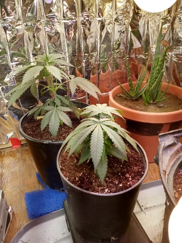 Jack hearer/Jack the ripper? — vegetative, day 53