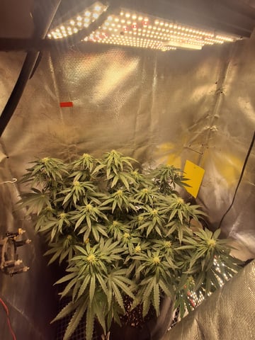 1st Grow - ROYAL MOBY (indoor)(photop.) — flower, day 126