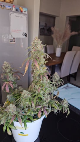 first grow adventure  — flower, day 95