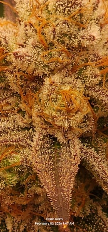 Punch Mints Female Pheno #2 Clone(s) — flower, day 301