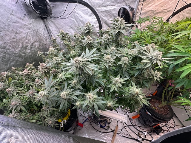 Black Runtz #1 — flower, day 1