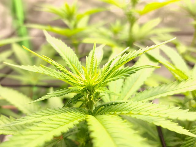 Blue Cheese from Barney's Farm — vegetative, day 15