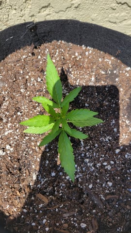 purple Kush, and Extra Large Kush — vegetative, day 9