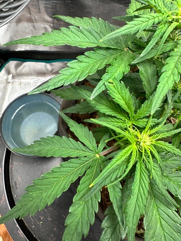 Auto Acid Auto — grow_setup, day 1