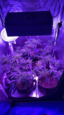 blueberry cupcake  — flower, day 108