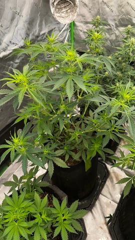 Gorilla Cookies Auto (42 FastBuds) — flower, day 39