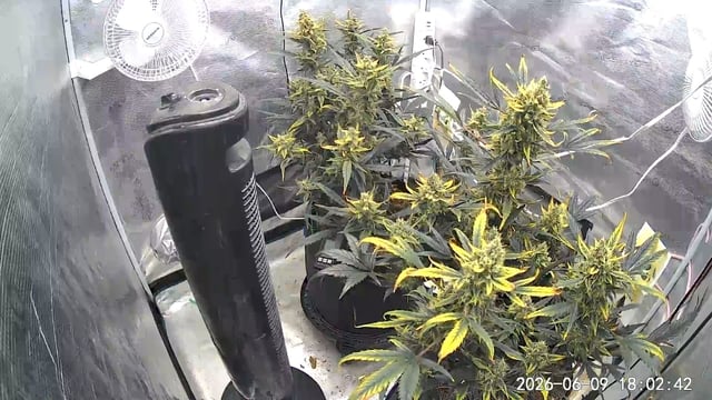 Fastbudz Ztrawberriez