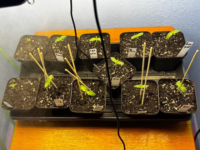 Mixed Freebies — seedling_rooting, day 10