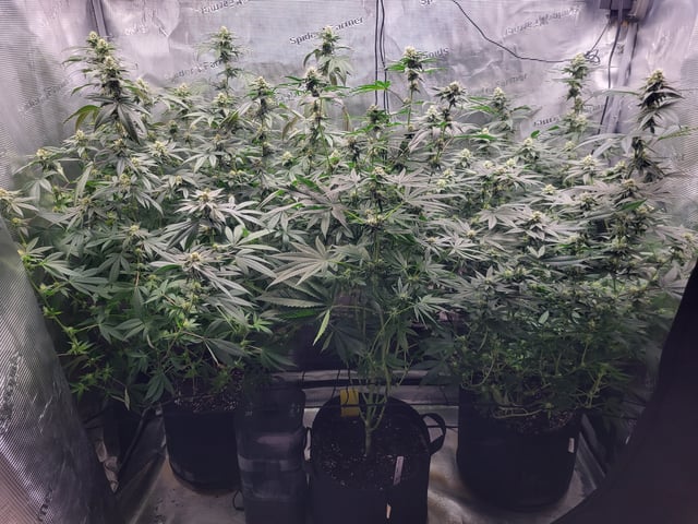 Grow — flower, day 73