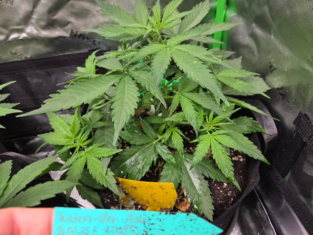 Special Queen 1 Fem+ Watermelon Auto — vegetative, day 37