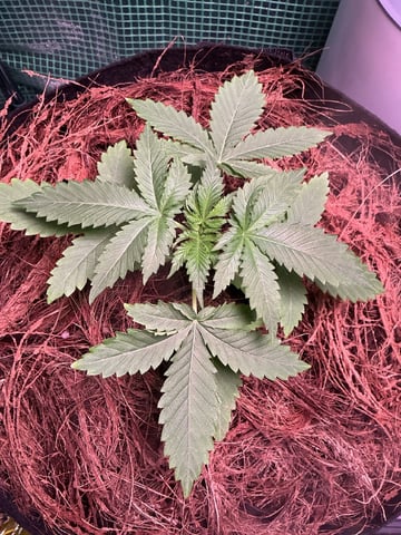 Outdoor Green House — vegetative, day 18