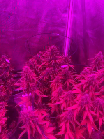 First Auto — auto, day 104