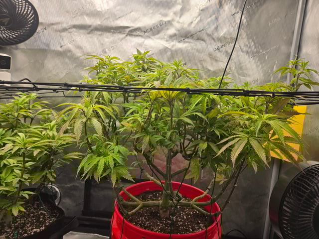 First Grow — vegetative, day 44