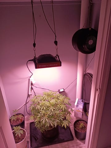 FKAFL — vegetative, day 101