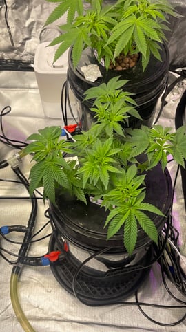 1st Ever Grow (Fat Bastard)(RDWC)  — vegetative, day 53