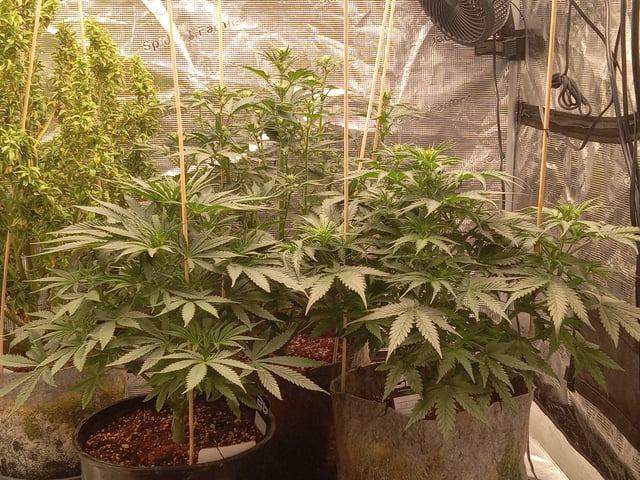 5 Autos — vegetative, day 10