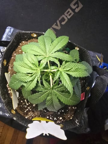 Garlic Gas - Fem Photo — vegetative, day 26