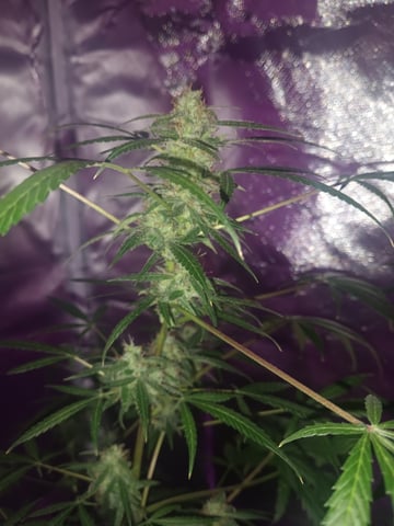 aurora auto — flower, day 85