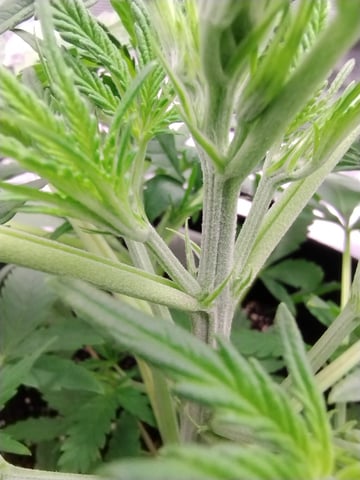 First grow — vegetative, day 30